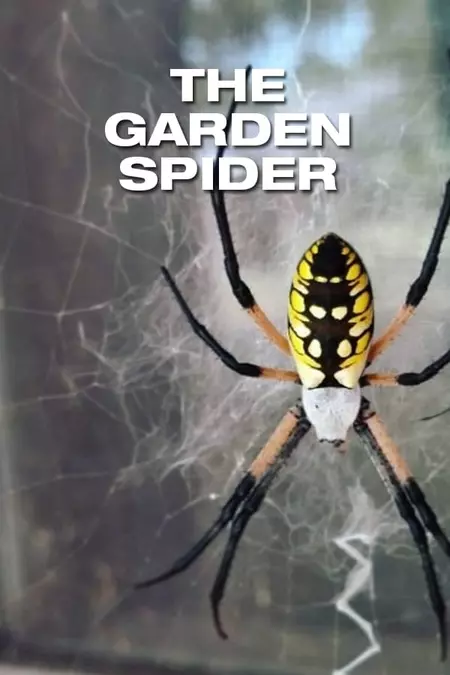 The Garden Spider