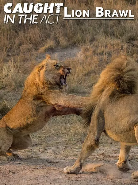 Caught in the Act: Lion Brawl