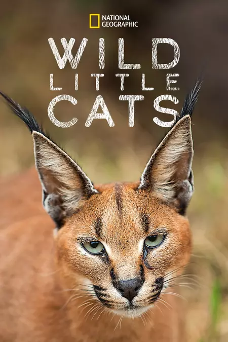 Wild Little Cats