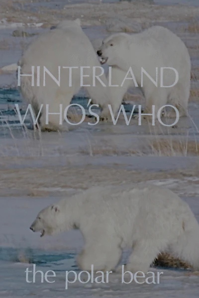 Hinterland Who's Who: The Polar Bear