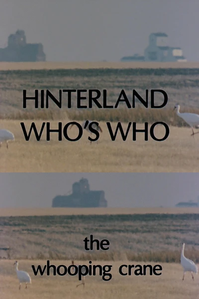 Hinterland Who's Who: Whooping Crane