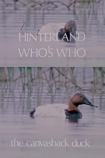 Hinterland Who's Who: The Canvasback Duck