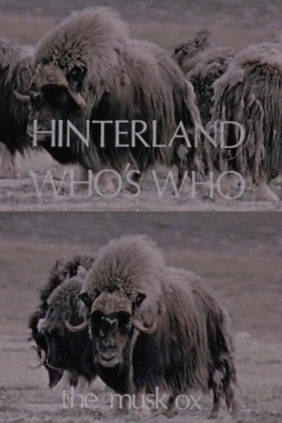 Hinterland Who's Who: The Musk Ox