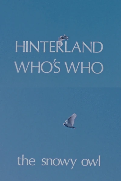 Hinterland Who's Who: The Snowy Owl