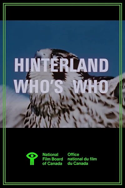 Hinterland Who's Who: Peregrine Falcon