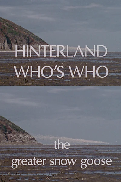 Hinterland Who's Who: The Greater Snow Goose