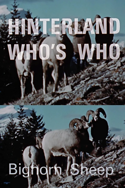 Hinterland Who's Who: Bighorn Sheep