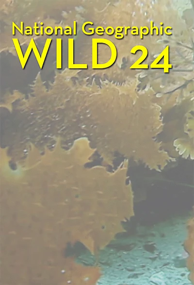 Wild 24