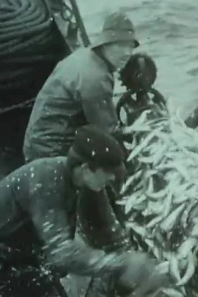 Fishing for Atlantic Herring Outside Aalesund 1914