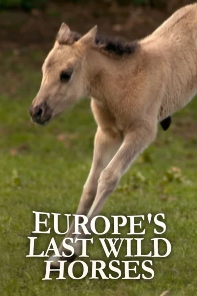 Europe's Last Wild Horses