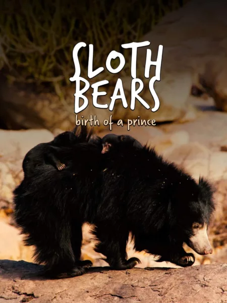 Sloth Bears: Birth of a Prince