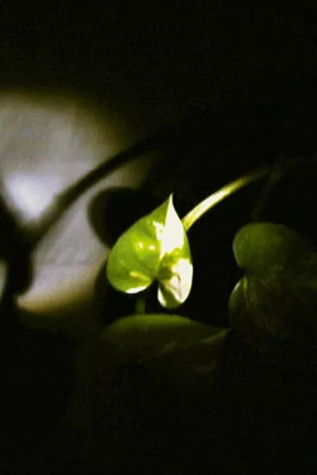 Floating Leaf