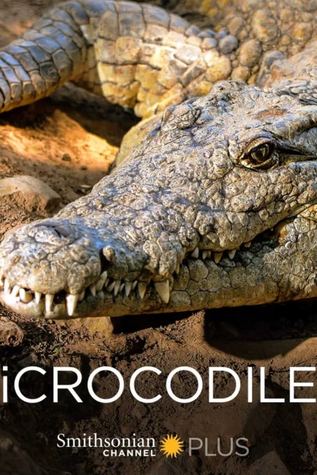 iCrocodile