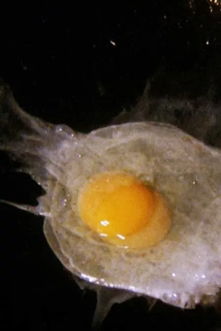 Fried Egg