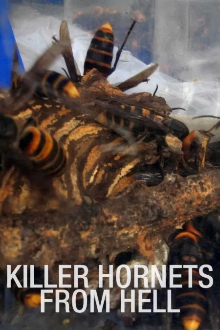 Killer Hornets from Hell