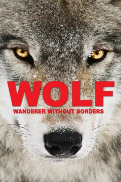 Wolf: Wanderer Without Borders