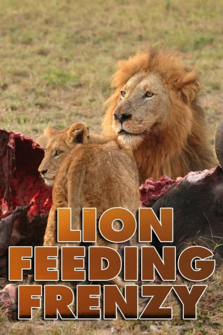 Lion Feeding Frenzy