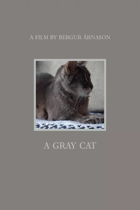 A gray cat