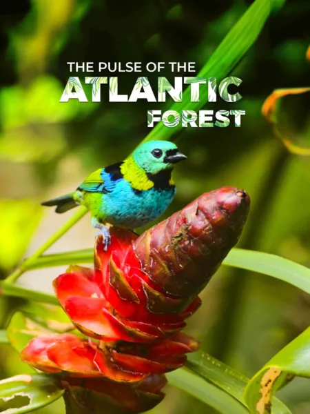 The Pulse of the Atlantic Forest