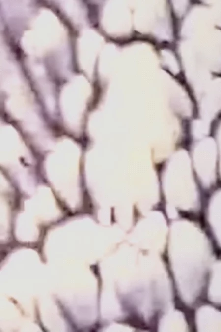 WEISSFILM