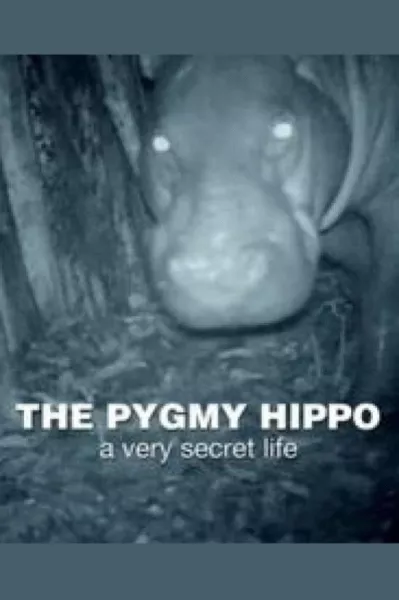 The Pygmy Hippo: A Very Secret Life