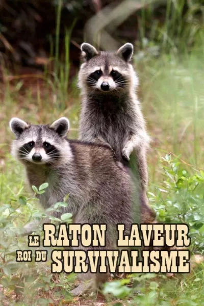 The Raccoon; The King of Survivalism