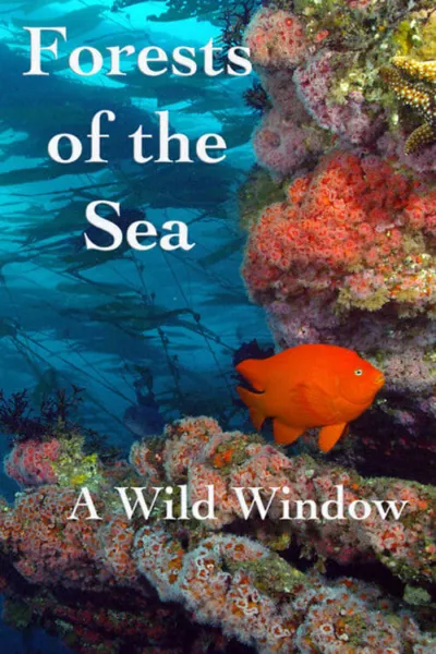 Wild Window: Bosques del Mar