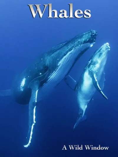 Wild Window: Whales