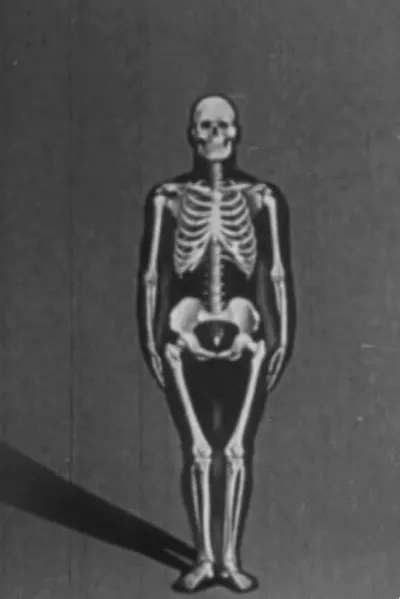 Human skeleton, structure and joints - Part I