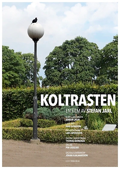 Koltrasten