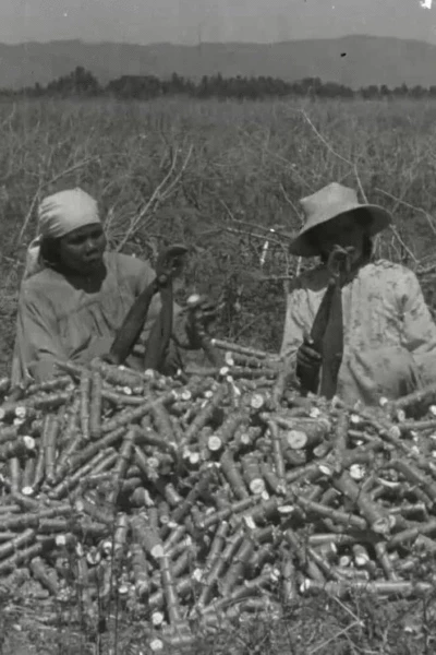 La chanson du manioc