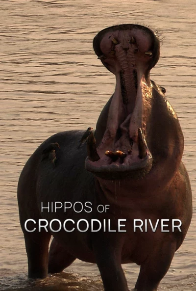 Hippos of Crocodile River