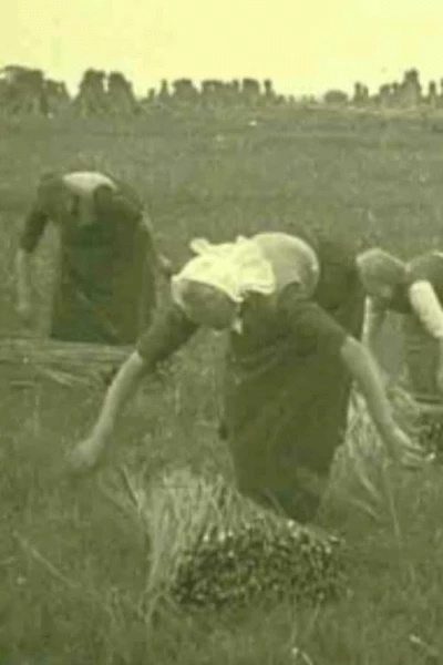 The Rolled Mats Industry in Genemuiden