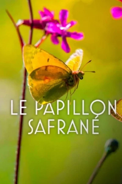 The Story of the Saffron Butterfly