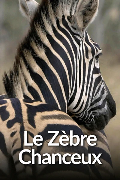 Le Zèbre chanceux