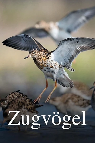 Zugvögel - Ein Jahr vergeht im Flug