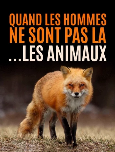 Quand l’homme n’est pas là... les animaux dansent !