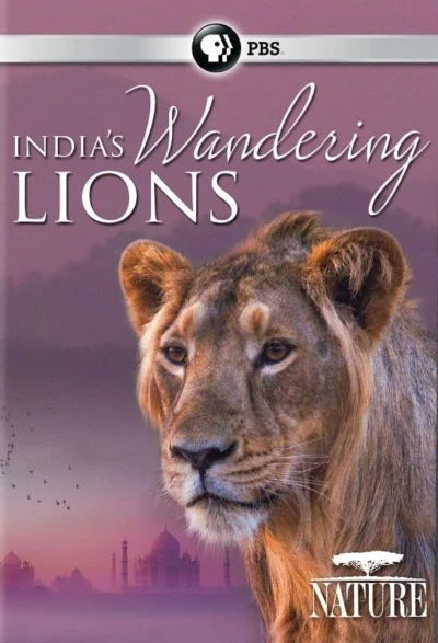 India's Wandering Lions