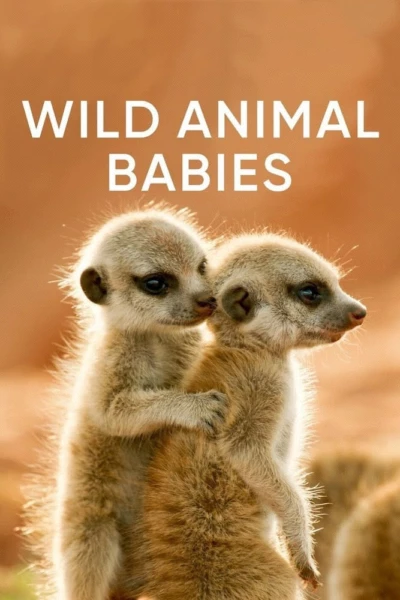 Wild Animals Babies