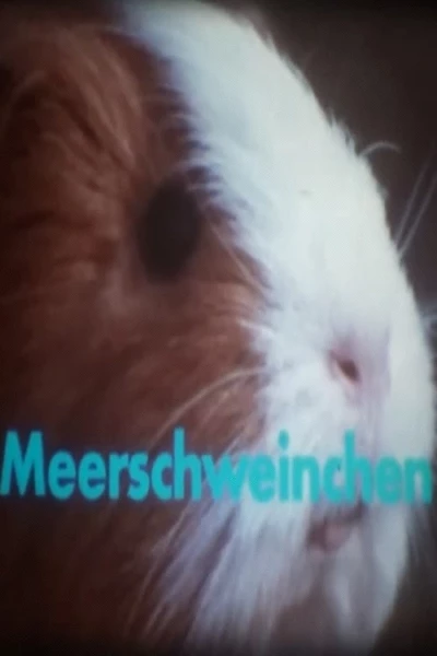 Meerschweinchen