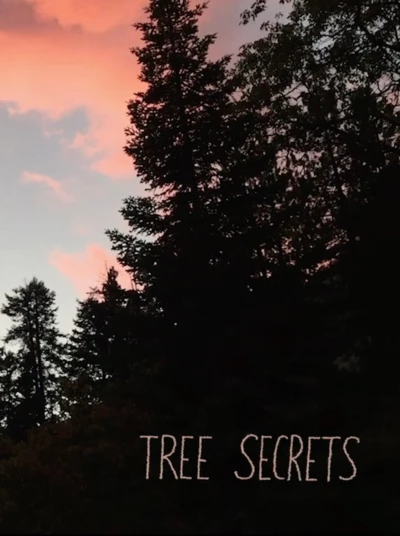 Tree Secrets