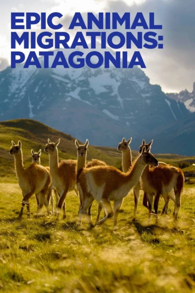 Epic Animal Migrations: Patagonia