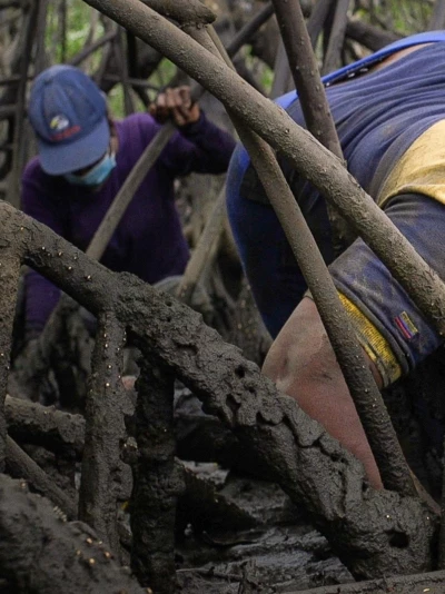 Mangrove Women