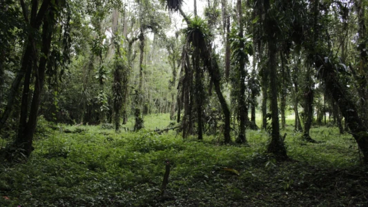 Corvo de Madeira