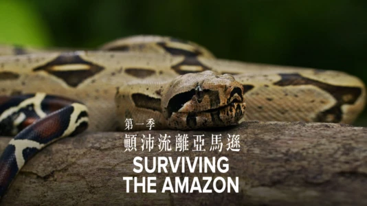 Surviving the Amazon