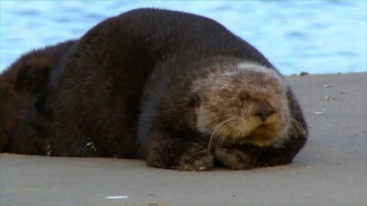 Threatened: The Controversial Struggle of the Southern Sea Otter