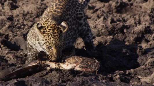 Africa's Fishing Leopards