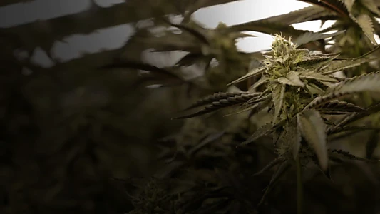 Cannabis : Une enquête de Mathieu Kassovitz et Antoine Robin