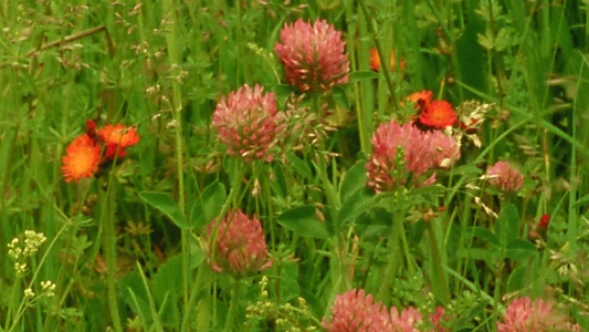 Wildflowers