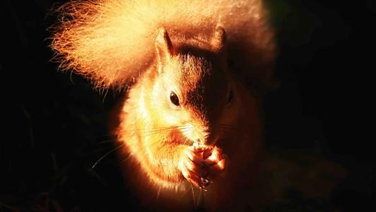 Cumbrian Red: Saving Our Red Squirrels